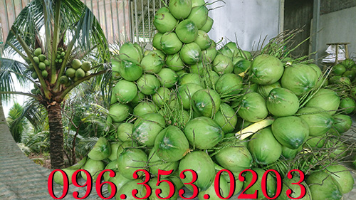 Vựa dừa tươi uy tín ở bến tre Đại lý dừa xiêm xanh lớn nhất